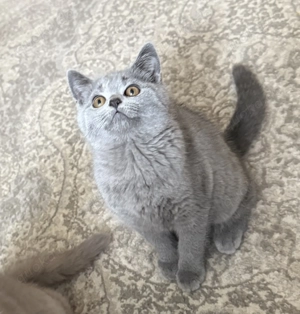 Kartäuser BKH mix kitten weiblich