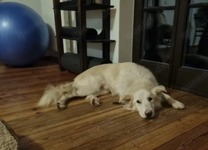 Snow der liebe Schmuser sucht sein Körbchen   in 82284