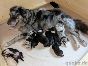 Australian Shepherd Welpen (ASCA)