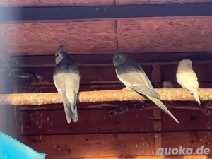 Nympensittich pärchen abzugeben