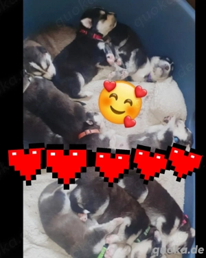 Sibirian-Husky-Labrador welpen HUSKYDOR