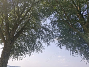 Mutter-Tochtergespann sucht Reitbeteiligung