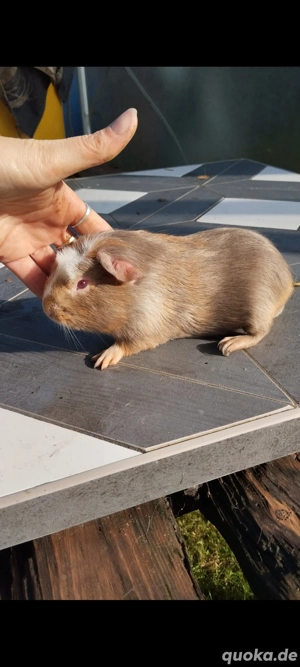 Cuy Buntschimmel Liebhabertier