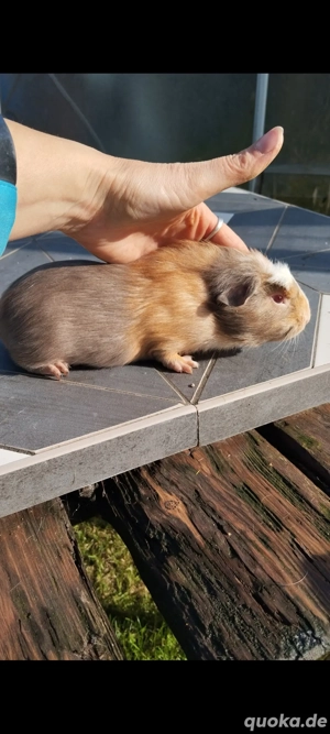 Cuy Buntschimmel Liebhabertier Bild 2