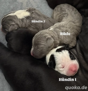 XL-Bully Welpen   ab 19. Januar in liebevolle Hände