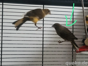 Verschiedene Kanarienvögel abzugeben