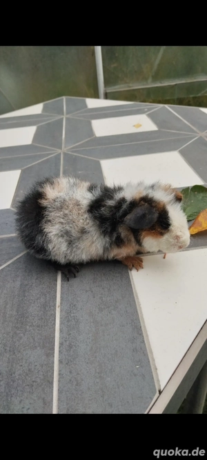 US-Teddy Rassemeerschweinchen Buntschimmel