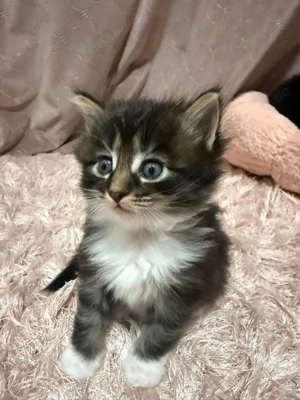 Kleine Katze langhaar bald 2 Monate alt