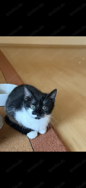 katzen babay 2 schwarz bombay 2 schwarz weiß amerikanische shorts haare 