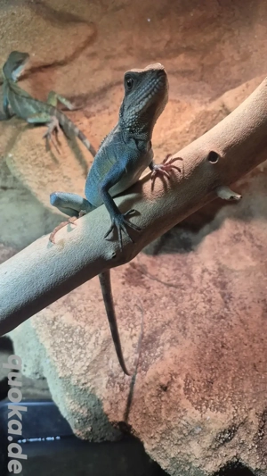 chinesische wasseragame
