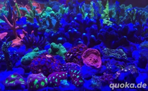 Korallenableger Meerwasser Acropora LPS Euphyllia Zoa SPS Korallen Bild 7
