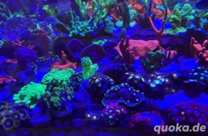 Korallenableger Meerwasser Acropora LPS Euphyllia Zoa SPS Korallen Bild 8