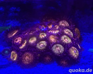 Korallenableger Meerwasser Acropora LPS Euphyllia Zoa SPS Korallen Bild 3