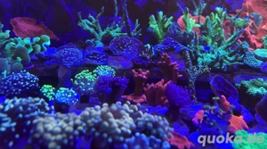 Korallenableger Meerwasser Acropora LPS Euphyllia Zoa SPS Korallen Bild 6