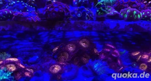 Korallenableger Meerwasser Acropora LPS Euphyllia Zoa SPS Korallen Bild 2