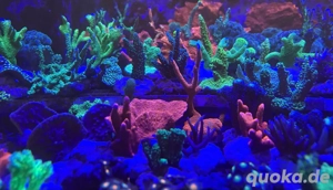 Korallenableger Meerwasser Acropora LPS Euphyllia Zoa SPS Korallen Bild 4