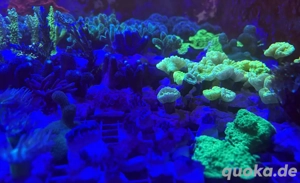 Korallenableger Meerwasser Acropora LPS Euphyllia Zoa SPS Korallen Bild 5