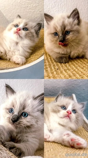Nur noch 2 zauberhafte Ragdoll ähnl. Heilige Birma Kitten! Katzenbabys   Kitten 