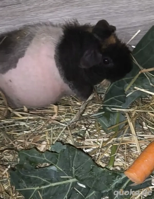 Besondere Rassenmeerschweinchen