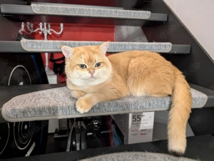 BKH Kater black gold 