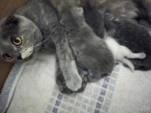 Ich werde ein wenig Haargummi haben. Ich werde ein wenig Haare bekommen.  Bild 2