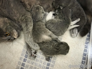 Ich werde ein wenig Haargummi haben. Ich werde ein wenig Haare bekommen.  Bild 4