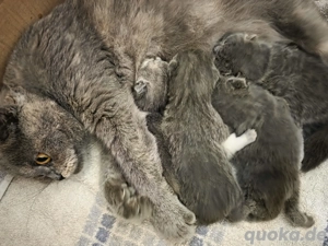 Ich werde ein wenig Haargummi haben. Ich werde ein wenig Haare bekommen.  Bild 3