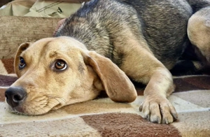 Beagle-Mix Mila   sanfte Junghündin sucht Geborgenheit