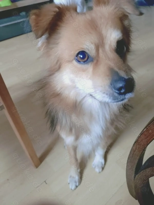 Verschmuster kleiner Mischlingsrüde