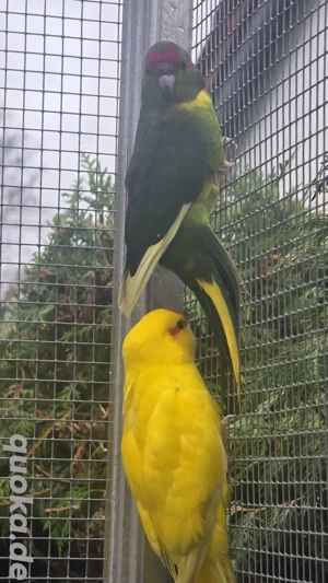 nestjunge Ziegensittiche 