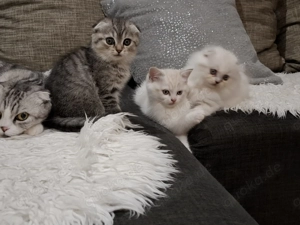  BKH scot tisch f-old Kater weiß weiss BKH Polar Britisch Perser  Bild 5