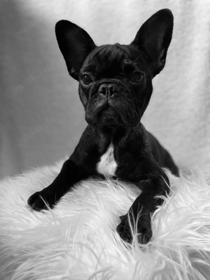 Französische Bulldogge 