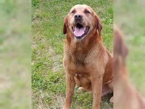 Labrador Rüde Senior.