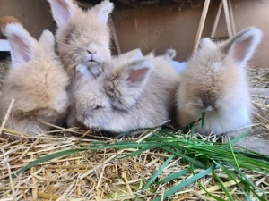 Englisch Angora Kaninchen Jungtiere Babys Angorakaninchen