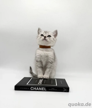 Nur noch zwei wunderschöne reinrassige BKH Kitten mit Stammbaum!