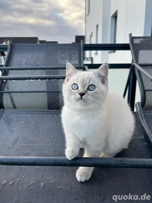 BKH Kitten Bild 5 BKH Kitten Bild 5