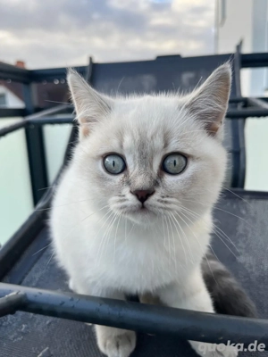 BKH Kitten Bild 4 BKH Kitten Bild 4