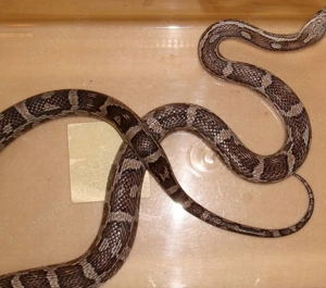 3 Kornnattern zu verkaufen für 150  