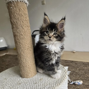 Maine Coon Mädchen Bild 2