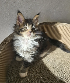 Maine Coon Mädchen Bild 1