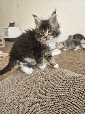 Maine Coon Mädchen Bild 4