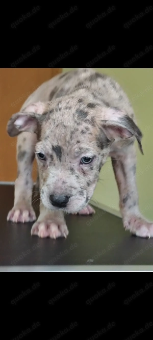 American Bully XL Welpen ABKC Abgabebereit