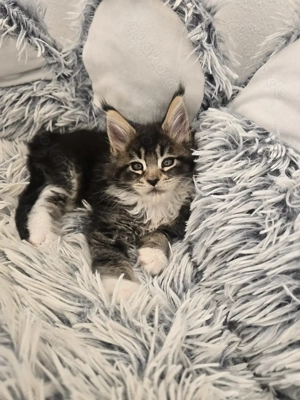 Maine Coon Mädchen Bild 3