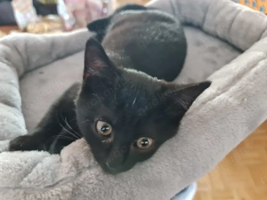 Supersüße schwarze Jungkatze, BKH EKH-Mix, 3,5 Monate Bild 3