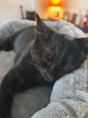 Supersüße schwarze Jungkatze, BKH EKH-Mix, 3,5 Monate Bild 1