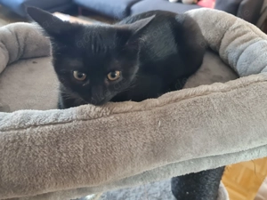 Supersüße schwarze Jungkatze, BKH EKH-Mix, 3,5 Monate Bild 2