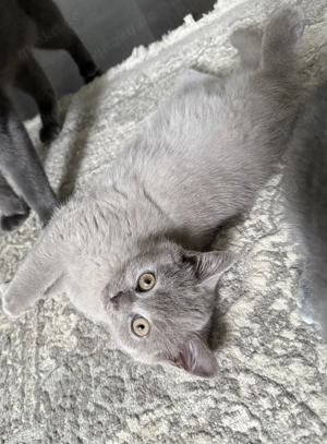 Kartäuser BKH kitten mix weiblich 