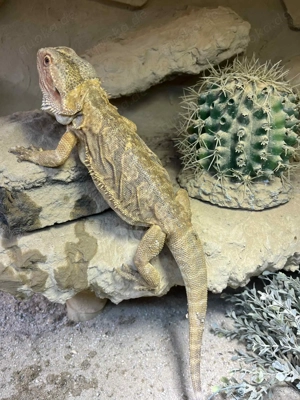  Bartagame   zu verkaufen   Hypo Orange   NZ 2023   Adult