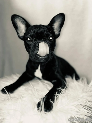 französche bulldogge zu verkaufen  Bild 1 französche bulldogge zu verkaufen  Bild 1