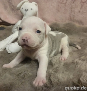 American Bully Welpen 